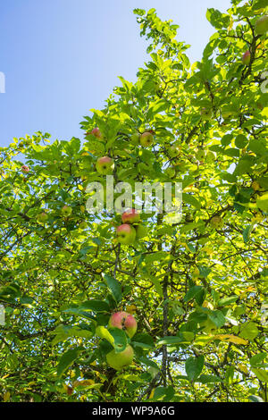 Avant la récolte des pommes, suspendu sur leur arbre. Close-Up Banque D'Images