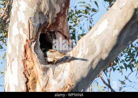 Laughing Kookaburra explorer un arbre creux à la réserve de Red Hill, ACT, Australie sur un matin d'hiver en août 2019 Banque D'Images