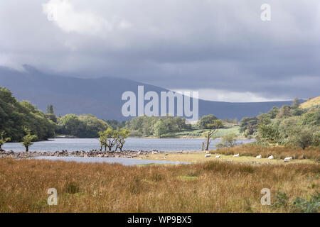 Cynwch Llyn lac sur le précipice populaire à pied, le parc national de Snowdonia, le Nord du Pays de Galles, Royaume-Uni Banque D'Images