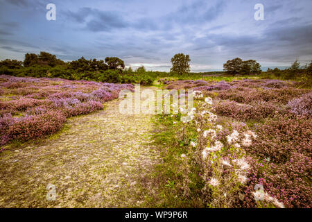 Heather floraison sur Dunwich Heath. Banque D'Images