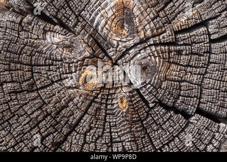 Les anneaux de croissance des arbres old weathered wood texture avec la section d'un journal de coupe montrant les anneaux de croissance annuels concentriques comme une télévision nature background Banque D'Images