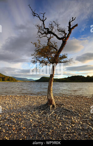 Un arbre isolé avec racines montrant et Loch Pityoulish dans l'arrière-plan, le Parc National de Cairngorms, en Écosse. Banque D'Images