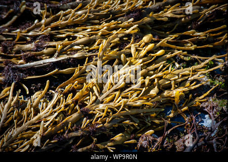 Coquilles de mer de cailloux et algues Banque D'Images