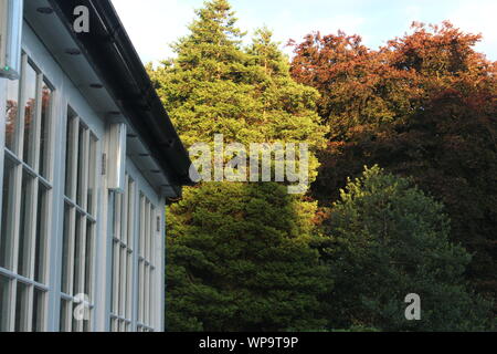 De grands arbres verts et rouges dans la soirée du soleil derrière un conservatoire blanc Banque D'Images