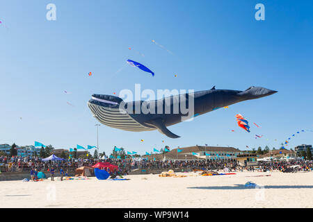 Festival du vent, Bondi Beach, Sydney. Festival de cerf-volant est la plus grande. Banque D'Images