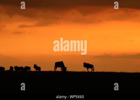 Gnous silhouette dans la lumière du soir, le Parc National de Masai Mara, Kenya. Banque D'Images