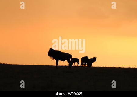 Gnous silhouette dans la lumière du soir, le Parc National de Masai Mara, Kenya. Banque D'Images