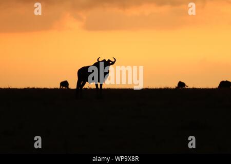 Gnous silhouette dans la lumière du soir, le Parc National de Masai Mara, Kenya. Banque D'Images