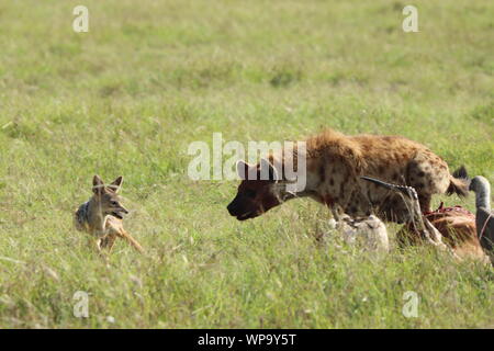 L'hyène tachetée à la poursuite d'un chacal à dos noir à une carcasse, Masai Mara National Park, Kenya. Banque D'Images