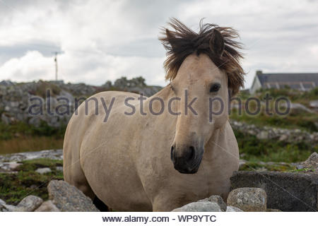 Un paysage Connemara Pony sur scène avec un matin d'été à Galway, Irlande Banque D'Images