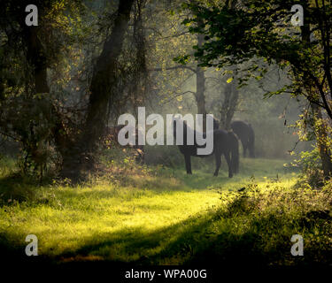 Dans la lumière du soleil en poneys standig de forestiers matin d'été. Banque D'Images