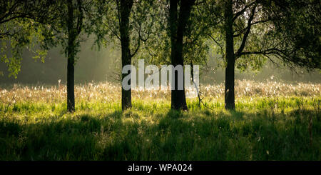 Soleil du matin illumine les araignées de bandes dans une prairie derrière les arbres. Banque D'Images
