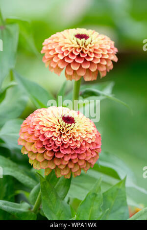 Deux plantes à fleurs de Zinnia elegans, 'Lime' Reine, Reine de la série 'Orange' Lime Banque D'Images