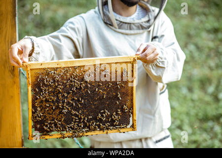 Apiculteur de l'uniforme de protection d'abeilles de la ruche en bois, travaillant sur le rucher Banque D'Images