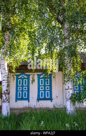 Maison de village avec fenêtres à volets bleu fermé entre les grands arbres de bouleau.Kirghizistan Banque D'Images