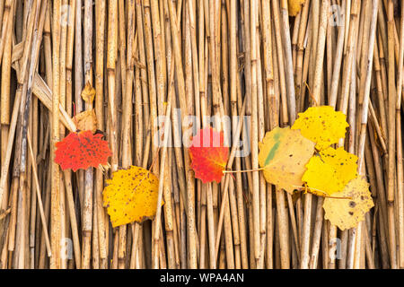 Les feuilles d'automne sur fond de roseaux Banque D'Images