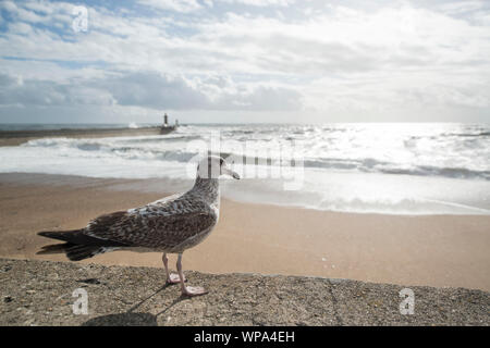 Une mouette par vent et tempête à la plage sur la côte, dans le centre-ville de Porto en Porugal en Europe. Portugal, Porto, avril, 2019 Banque D'Images