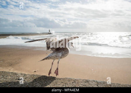 Une mouette par vent et tempête à la plage sur la côte, dans le centre-ville de Porto en Porugal en Europe. Portugal, Porto, avril, 2019 Banque D'Images