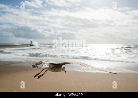 Une mouette par vent et tempête à la plage sur la côte, dans le centre-ville de Porto en Porugal en Europe. Portugal, Porto, avril, 2019 Banque D'Images