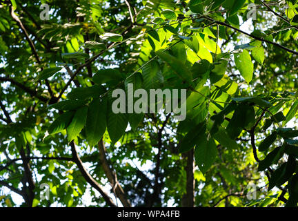 Noyer des branches d'arbre avec des feuilles vertes et de noyer dans l'été journée ensoleillée Banque D'Images