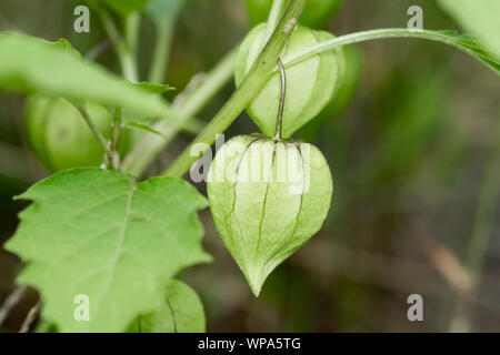 Frais, verts, vert physalis encore attaché à son arbre. Hanging physalis sont également connus sous le nom de tino Tino aux Philippines. Banque D'Images