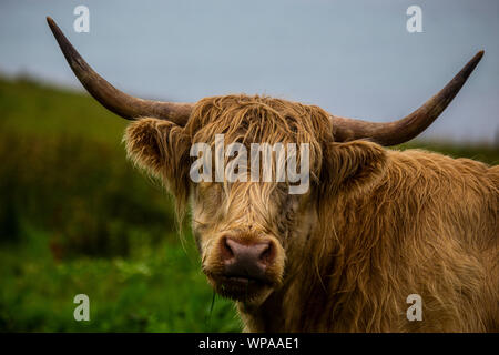 Une vache galloway est à la recherche de mon appareil photo Banque D'Images