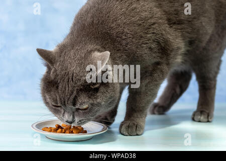 Manger des aliments secs pour chats britannique Banque D'Images