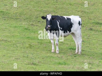 Une photo d'une vache noire et blanche debout dans un champ Banque D'Images