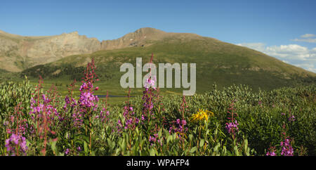 Guanella Col Colorado en été avec des fleurs des montagnes et 14ers Banque D'Images