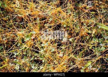 Cuscuta europaea (cuscute cuscute d'Europe), sur l'herbe verte, Close up detail vue d'en haut, les matières organiques naturelles détail Banque D'Images