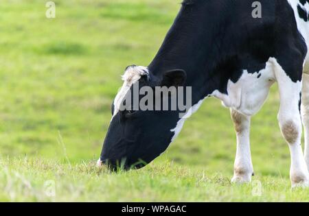 Une photo d'une vache noire et blanche debout dans un champ Banque D'Images