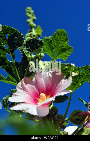 Rose doux Alcea rosea (rose trémière, fleur mauve commune) la tige avec des feuilles vertes et de bourgeons, de fond de ciel bleu, vue sur le dessus Banque D'Images
