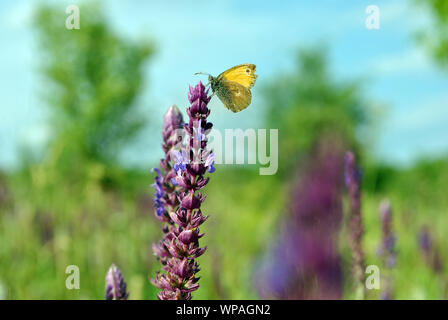 La prairie (Maniola jurtina) brown butterfly sitting on flower purple sage, doux paysage floue, fond vert des arbres et ciel bleu Banque D'Images