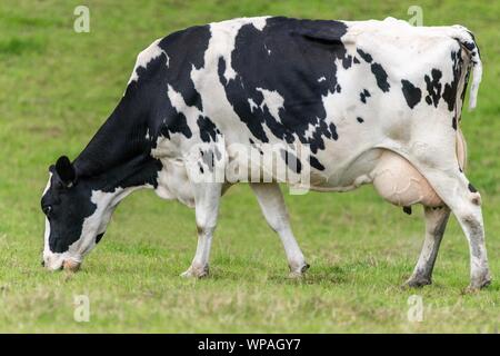 Une photo d'une vache noire et blanche debout dans un champ Banque D'Images