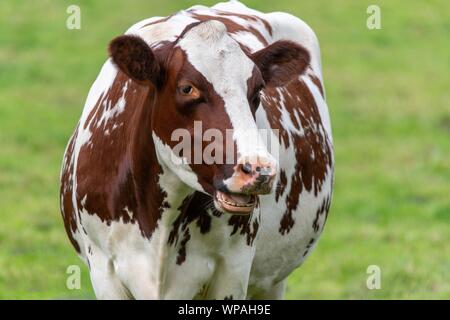 Une photo d'une vache brune et blanche dans un champ Banque D'Images