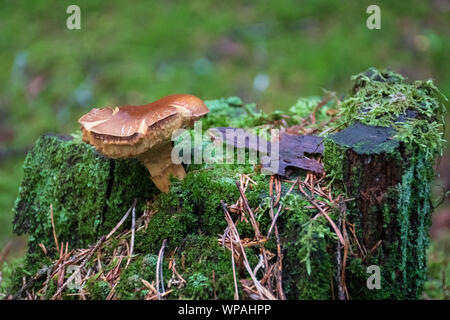 Belle brune gros plan milkcup barbu de champignons poussant sur un vieux tronc avec mousse verte. Champignons Champignons macro, photo, photo de forêt, forêt Banque D'Images