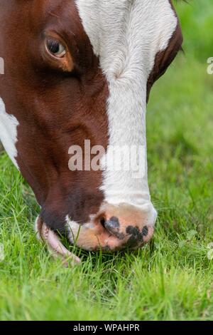 Une photo d'une vache brune et blanche dans un champ Banque D'Images