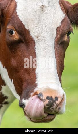 Une photo d'une vache brune et blanche dans un champ Banque D'Images