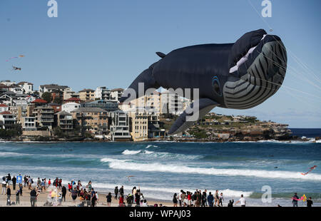 Sydney, Australie. Sep 8, 2019. Un cerf-volant en forme de baleine flotte sur la plage de Bondi à Sydney, Australie, le 8 septembre 2019. Des milliers d'amateurs de cerf-volant se ruaient vers Sydney célèbre Bondi Beach le dimanche pour la plus grande kite festival, le 41e Festival du vent. Credit : Bai Xuefei/Xinhua/Alamy Live News Banque D'Images