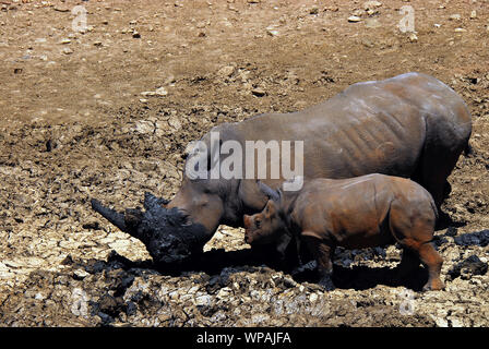 Mère rhinocéros et jeune à l'aide de cornes pour creuser un trou pour un bain de boue en Afrique du Sud. Le taureau était à la recherche sur de l'autre côté de la sec. Banque D'Images