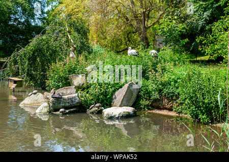 Trois Cigognes blanches figurent parmi la végétation verte dense au bord d'un étang comme un canard et red-eared terrapins le soleil sur les rochers au bord de l'eau Banque D'Images