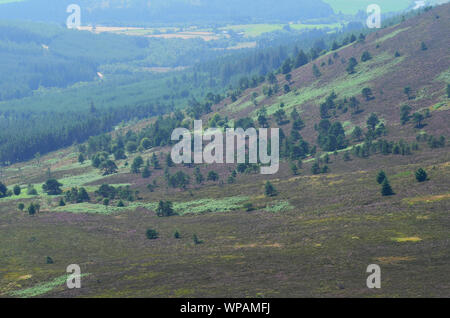 Vue panoramique depuis le sommet de Bennachie, l'un des plus éminents Hills dans l'Aberdeenshire, Ecosse Banque D'Images