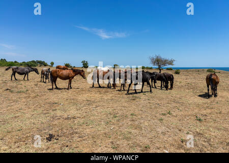 Chevaux sauvages de Cap Emine. La côte bulgare de la mer Noire. Banque D'Images