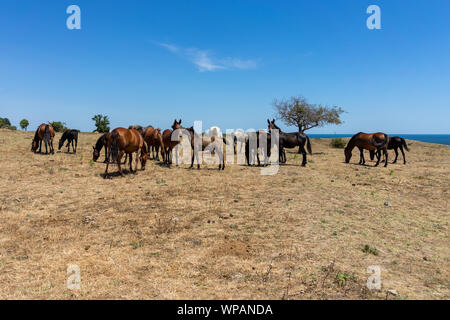 Chevaux sauvages de Cap Emine. La côte bulgare de la mer Noire. Banque D'Images