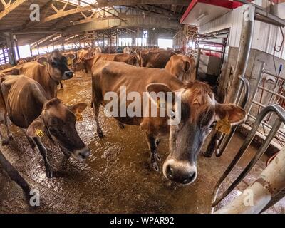 Les vaches Jersey entrez la salle de traite à l'Twin Brook Creamery 6 août 2019 à Lynden, Washington, USA. Les producteurs laitiers collabore avec l'USDA Natural Resources Conservation Service à recueillir les déchets d'origine animale le ruissellement et l'empêcher d'atteindre les habitats du saumon. Banque D'Images