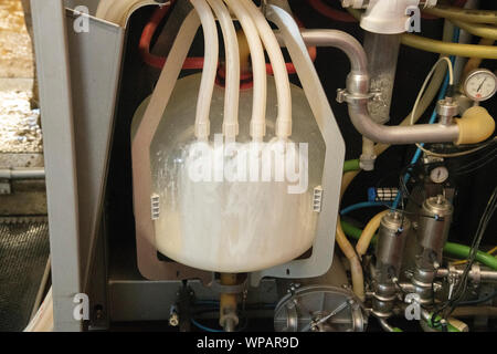 Un robot trayeur, laits Jersey vaches dans la salle de traite à l'Twin Brook Creamery 6 août 2019 à Lynden, Washington, USA. Les producteurs laitiers collabore avec l'USDA Natural Resources Conservation Service à recueillir les déchets d'origine animale le ruissellement et l'empêcher d'atteindre les habitats du saumon. Banque D'Images