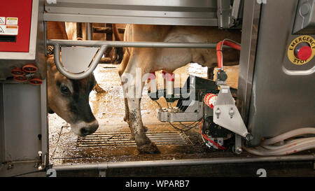 Un robot trayeur, laits Jersey vaches dans la salle de traite à l'Twin Brook Creamery 6 août 2019 à Lynden, Washington, USA. Les producteurs laitiers collabore avec l'USDA Natural Resources Conservation Service à recueillir les déchets d'origine animale le ruissellement et l'empêcher d'atteindre les habitats du saumon. Banque D'Images