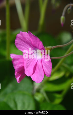 Woodsorrel pourpre (Oxalis Fleurs purpurea) cultivés dans la maison Alpine au RHS Garden Harlow Carr, Harrogate, Yorkshire. Angleterre, Royaume-Uni. Banque D'Images