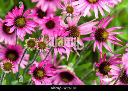 Virginia Coneflower Echinacea tennesseensis Banque D'Images