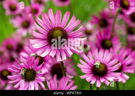 Virginia Coneflower Echinacea tennesseensis Rocky 'Top' Banque D'Images